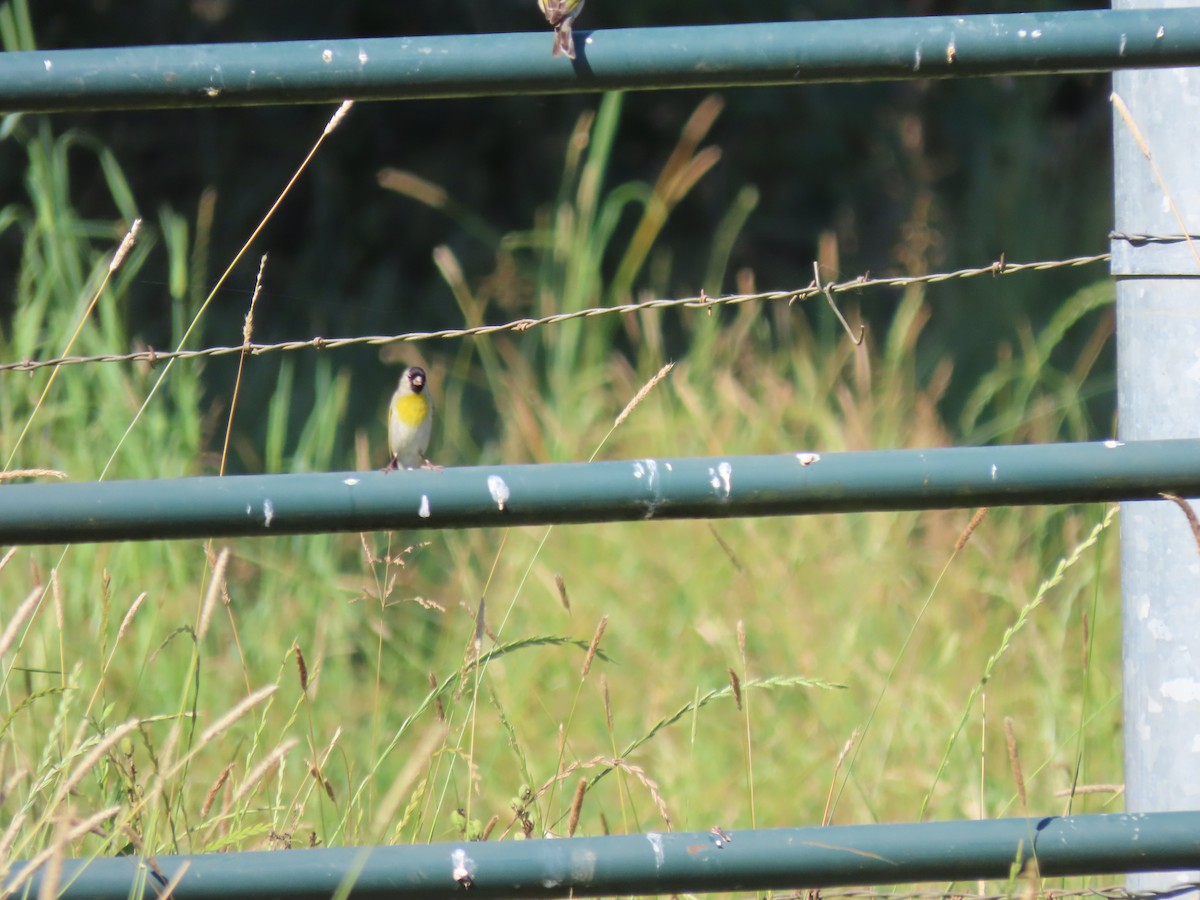 Lawrence's Goldfinch - ML637754674