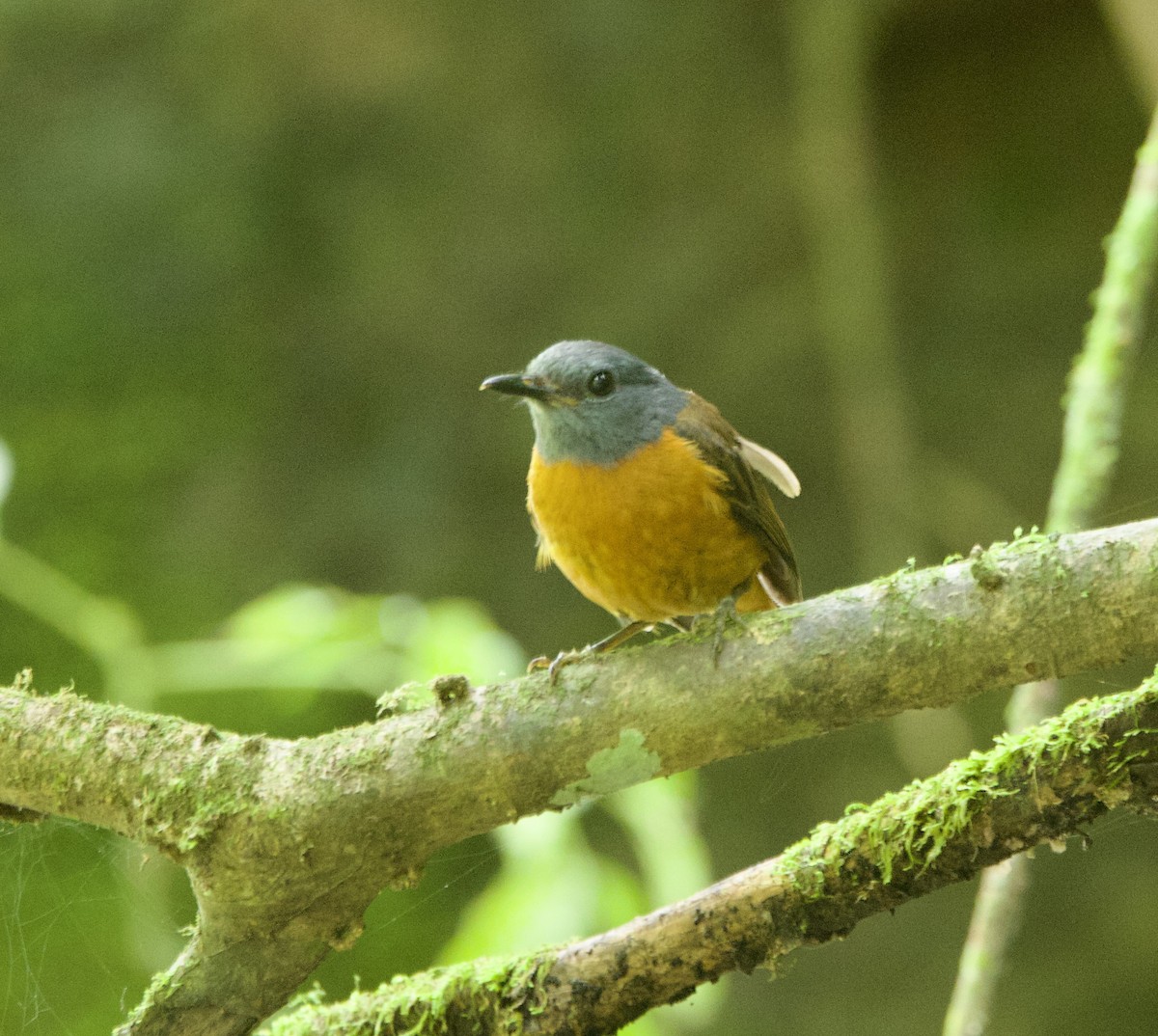 Amber Mountain Rock-Thrush - ML637754686