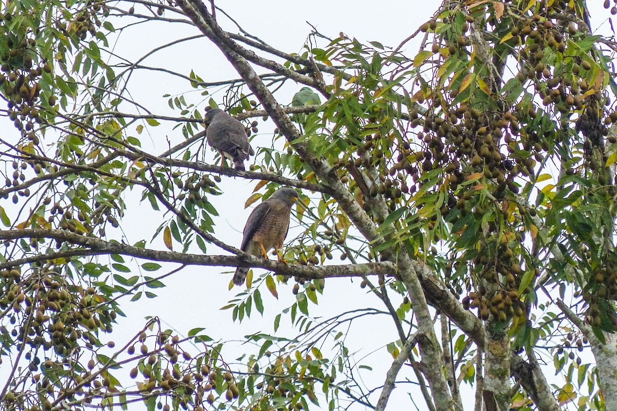 Канюк великодзьобий - ML637754765