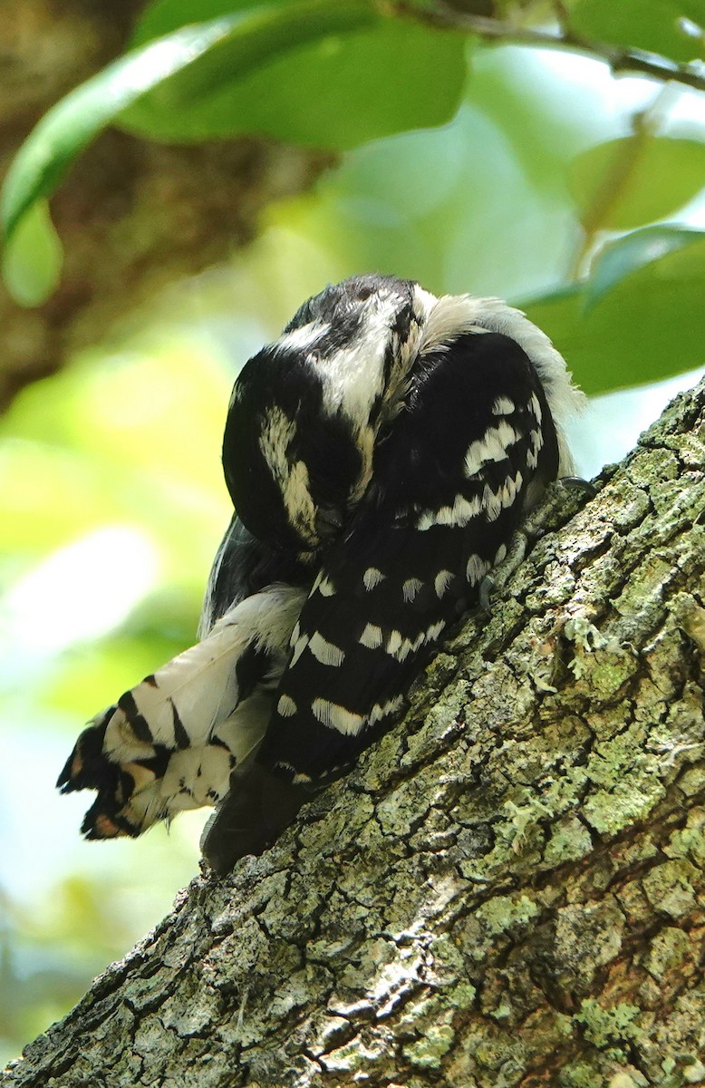 Downy Woodpecker - ML637754770