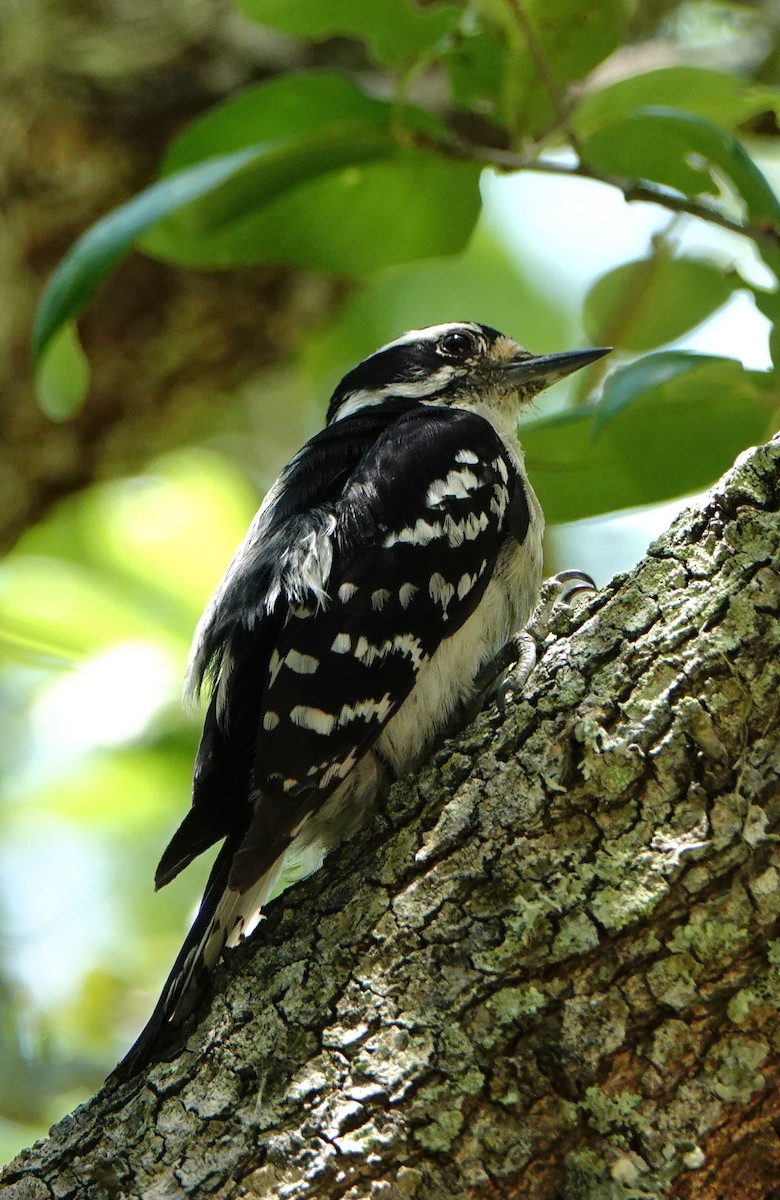 Downy Woodpecker - ML637754771