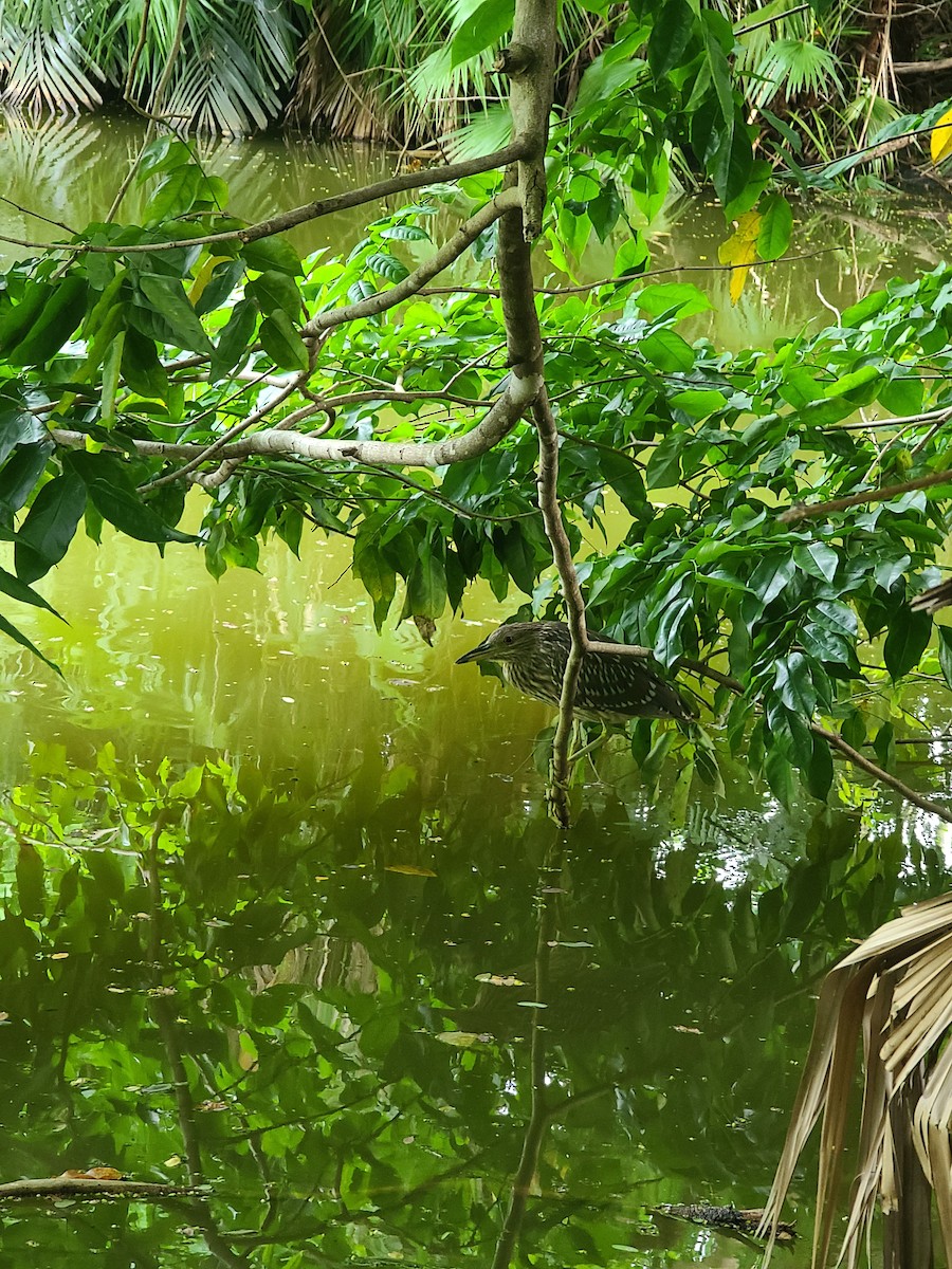Black-crowned Night Heron - ML637754781