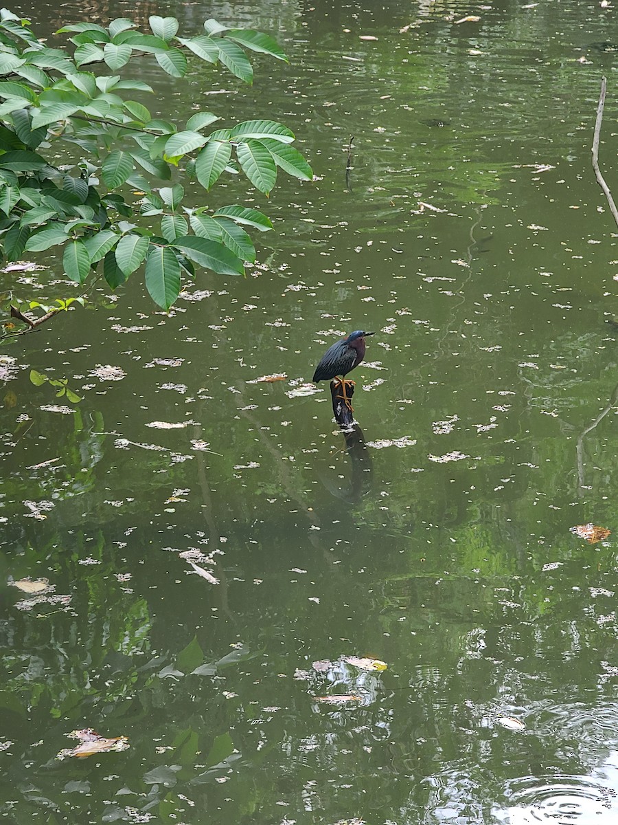 Green Heron - ML637754795