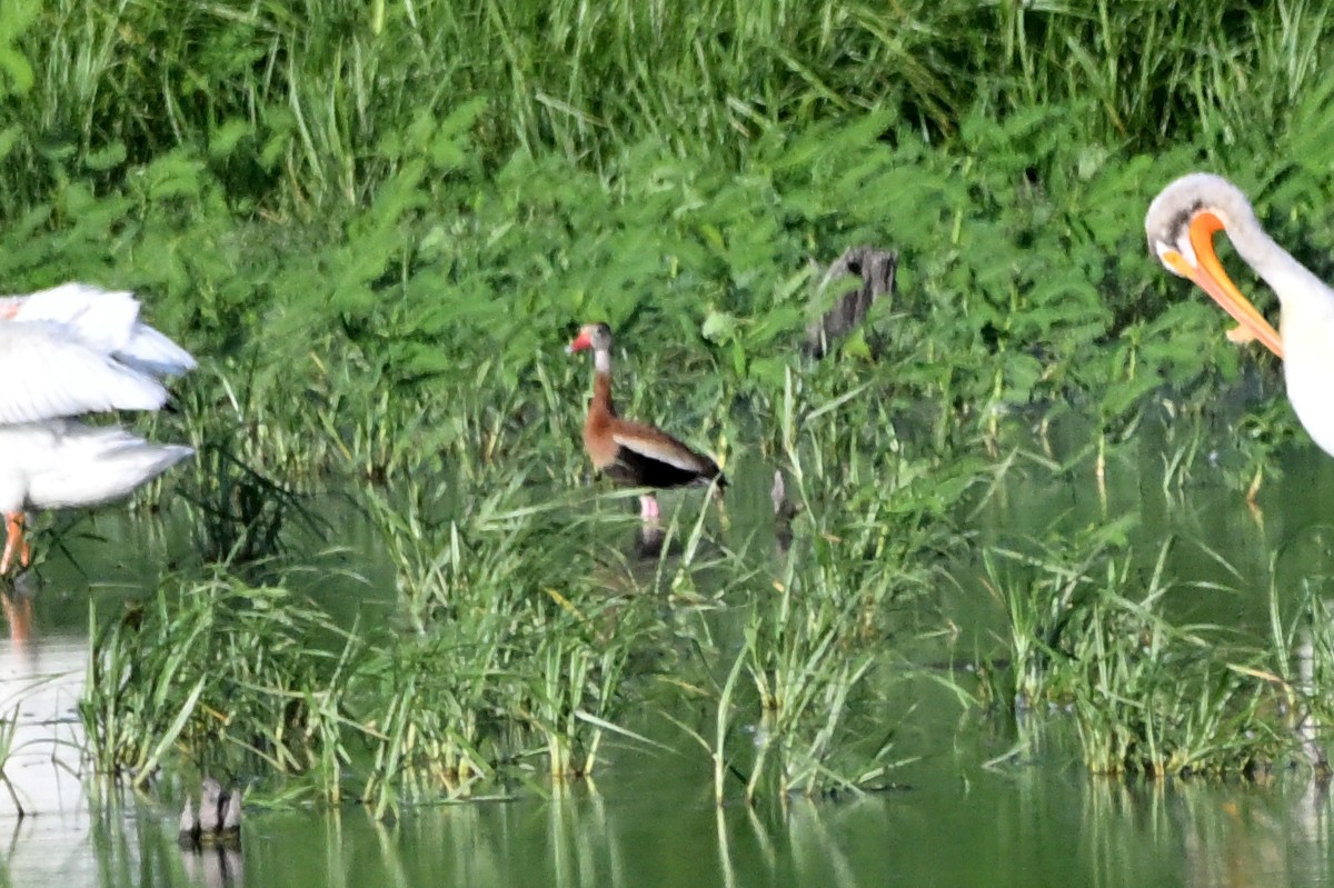 Black-bellied Whistling-Duck - ML637754796