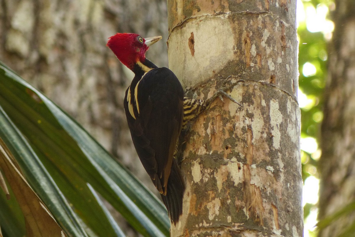 Pale-billed Woodpecker - ML637754809