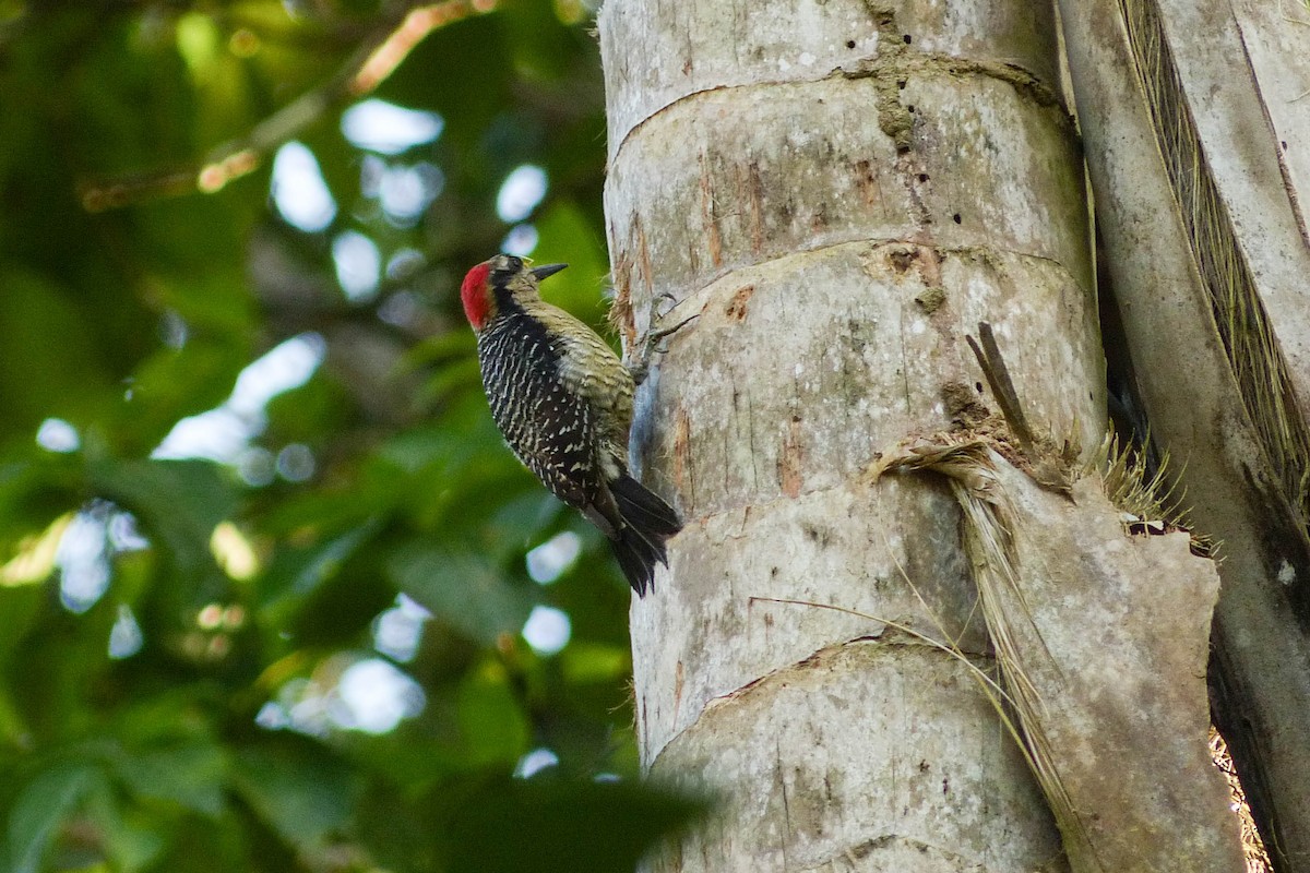 Гіла чорнощока - ML637754830