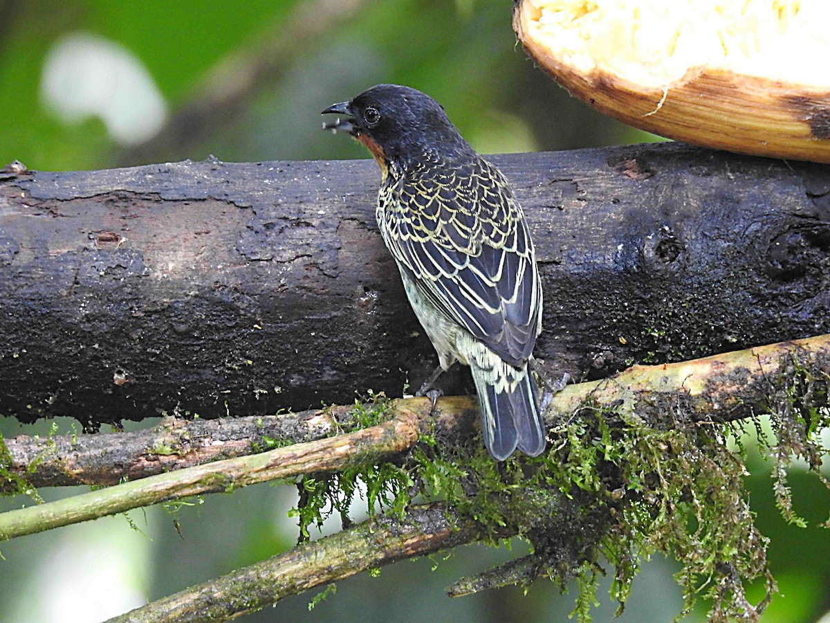 Rufous-throated Tanager - ML637754833