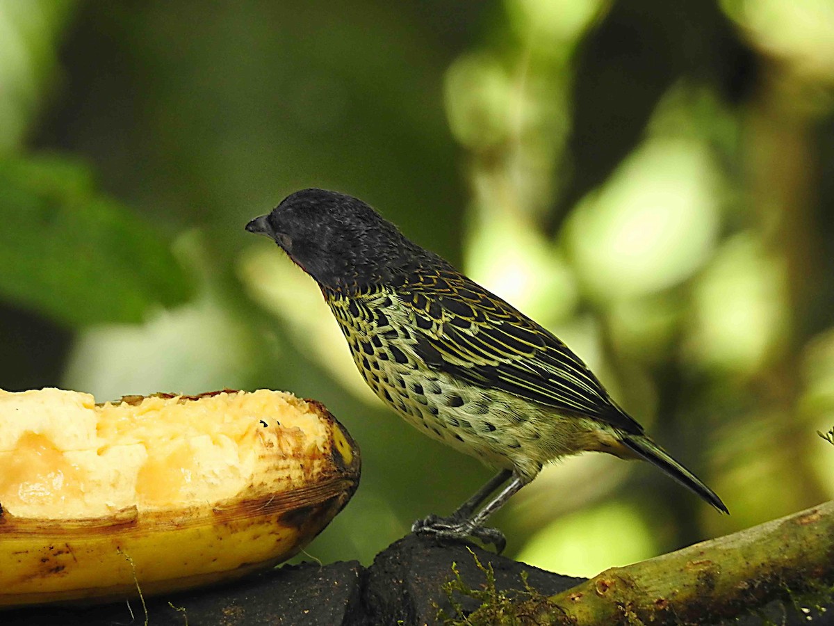 Rufous-throated Tanager - ML637754841