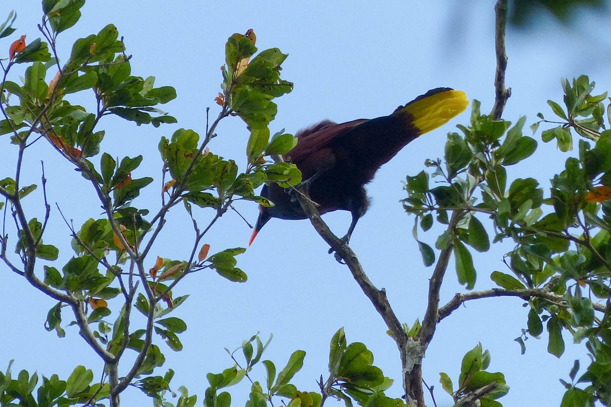 Конота панамська - ML637754866