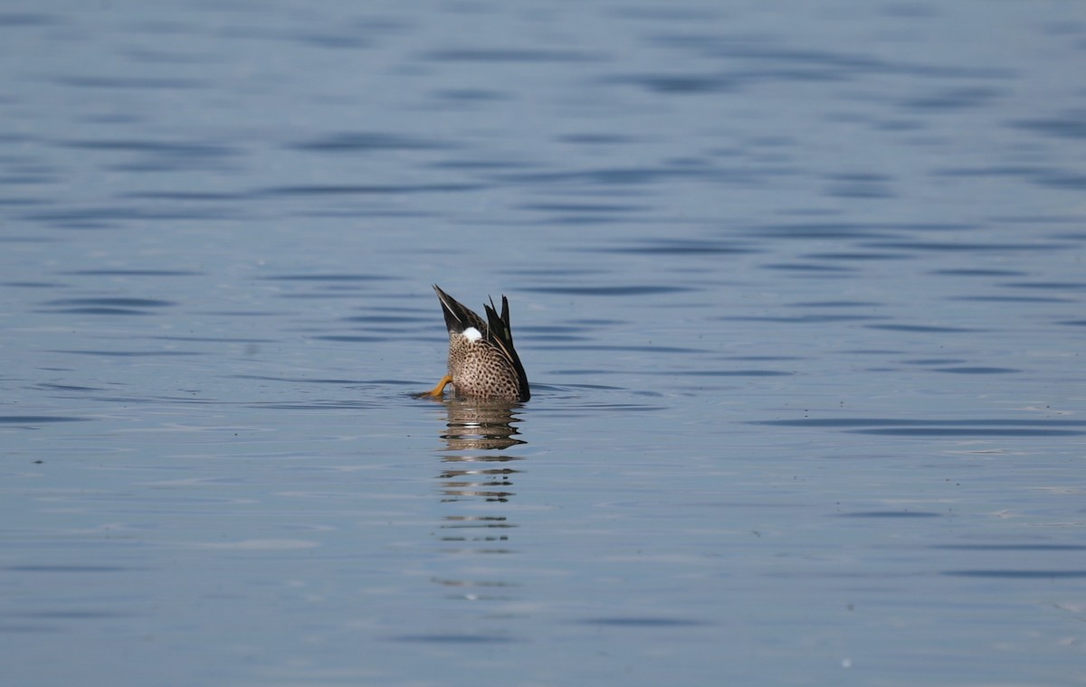 Blue-winged Teal - ML637754869