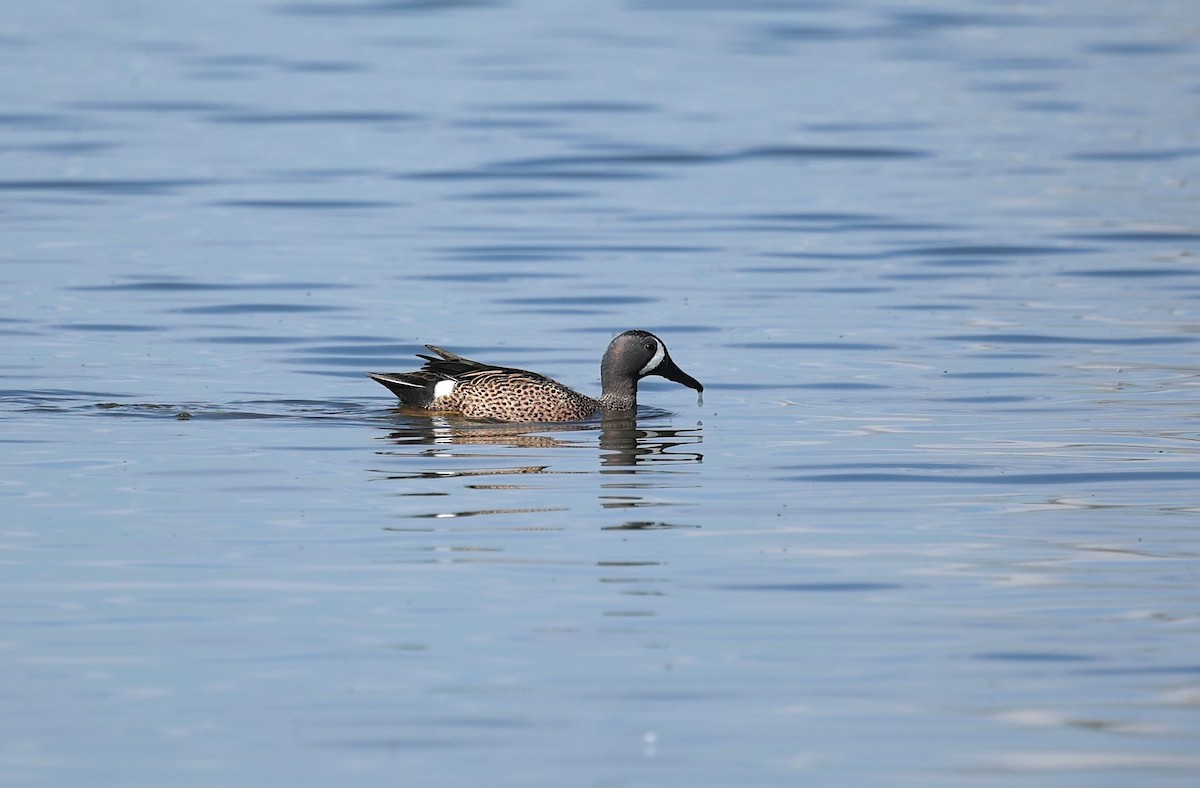 Blue-winged Teal - ML637754870