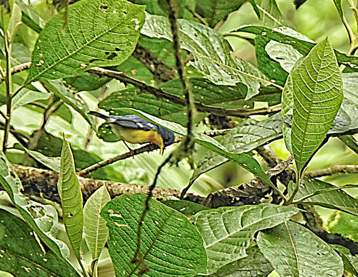 Tropical Parula - ML637754887