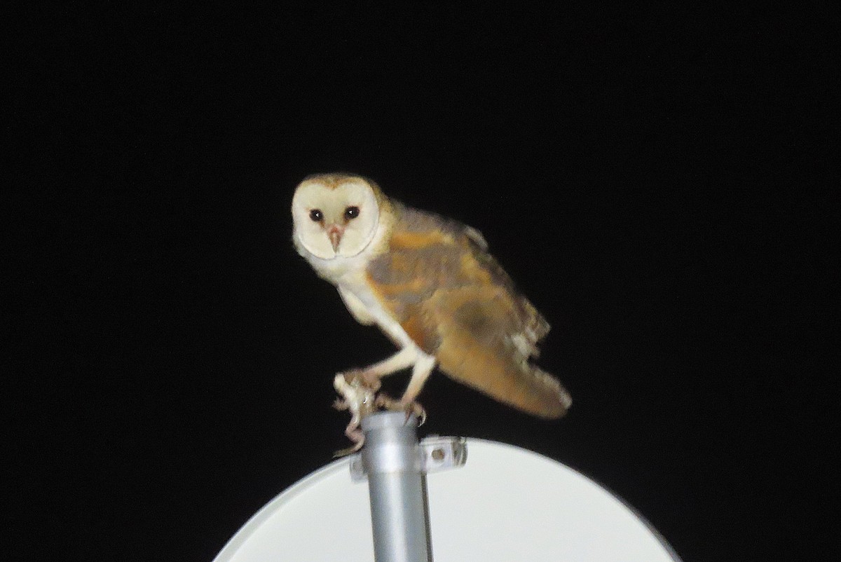 Western Barn Owl - ML637754909