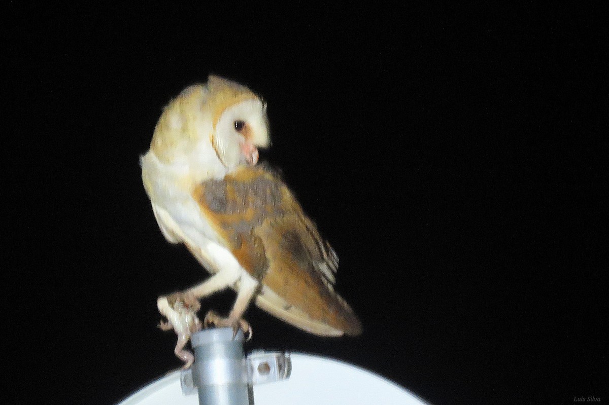 Western Barn Owl - ML637754910