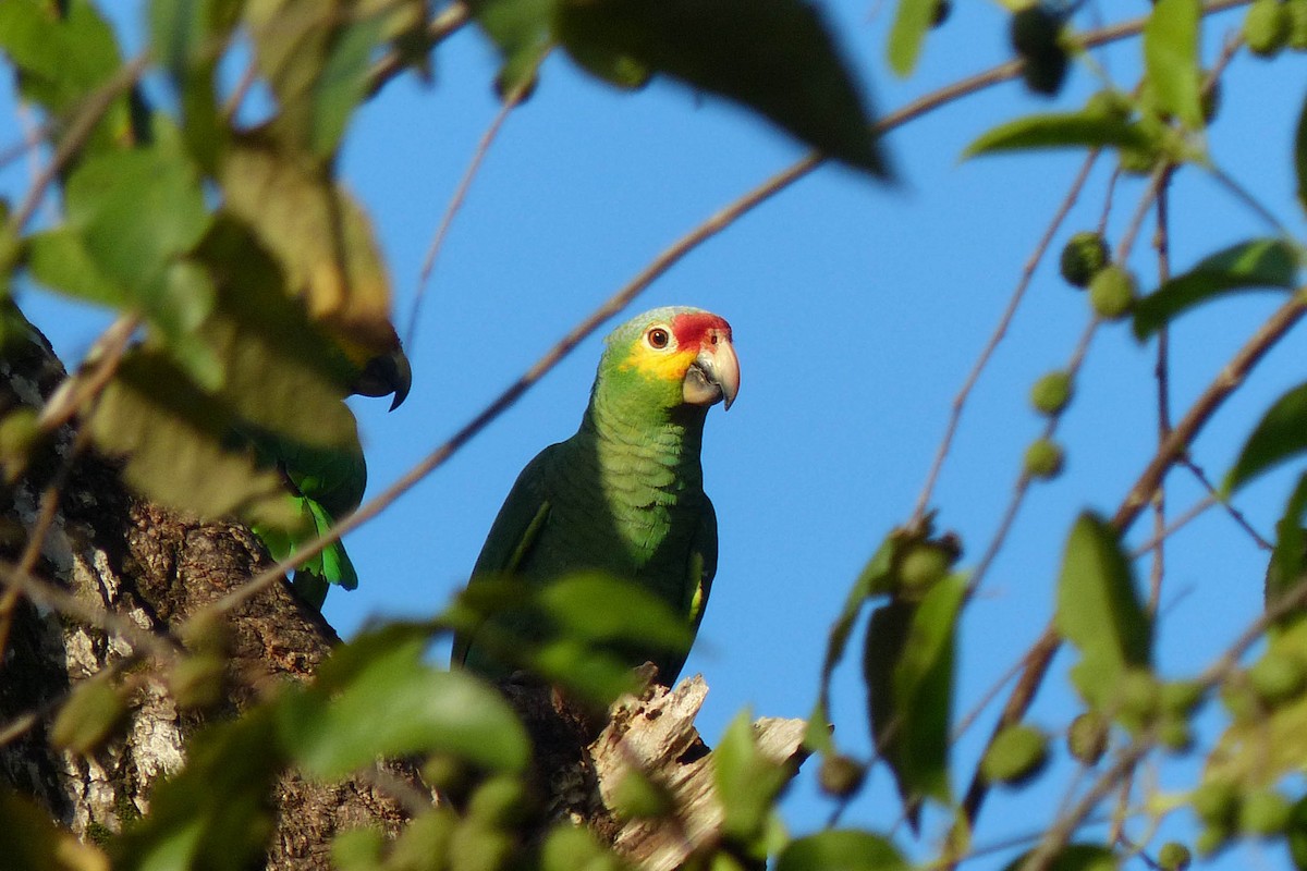 Red-lored Amazon - ML637754959