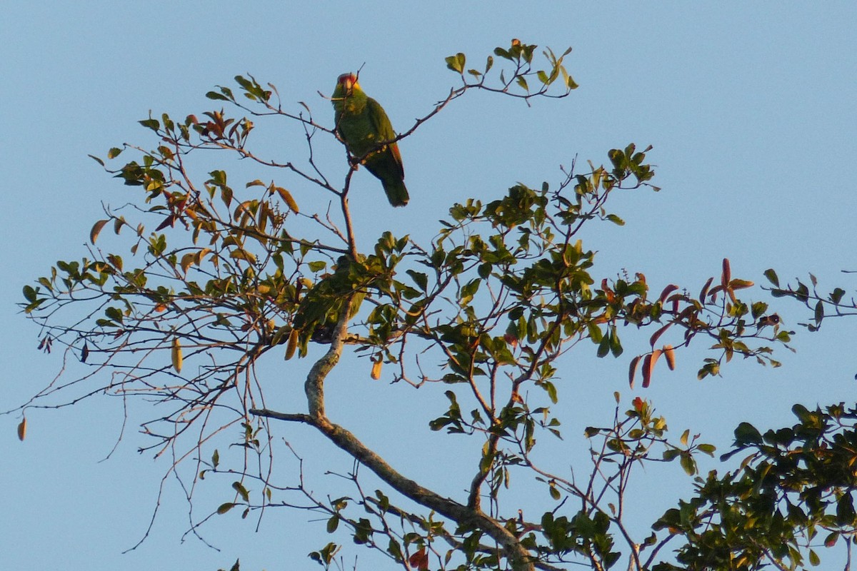 Red-lored Amazon - ML637754978