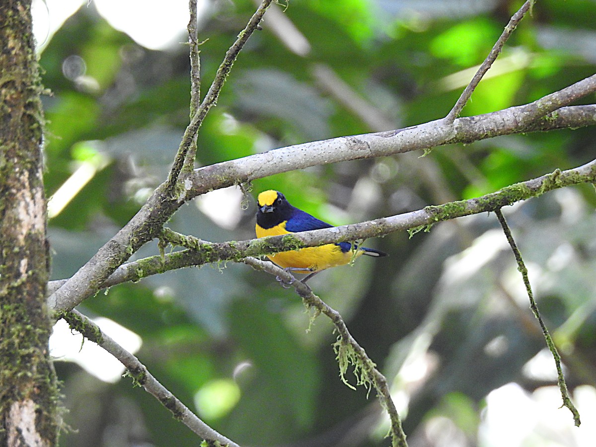 Orange-bellied Euphonia - ML637754987