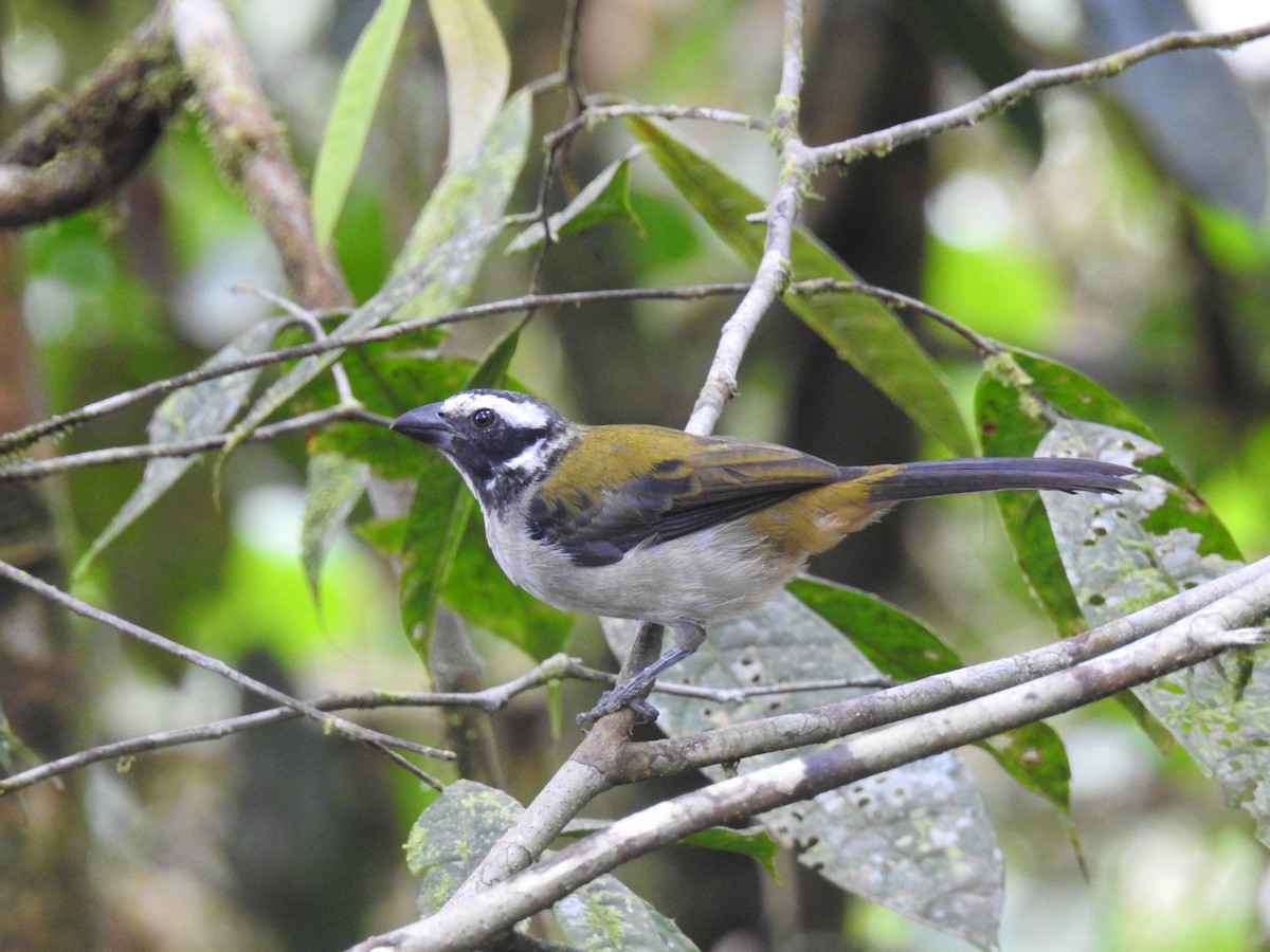 Black-winged Saltator - ML637755007