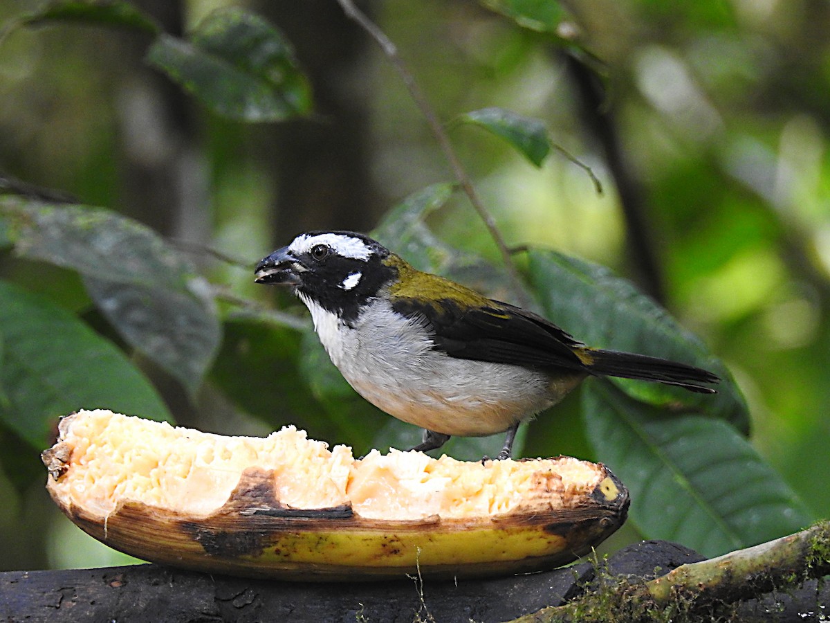 Black-winged Saltator - ML637755017