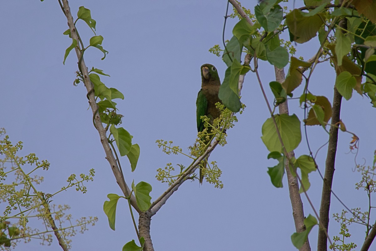 Olive-throated Parakeet - ML637755019