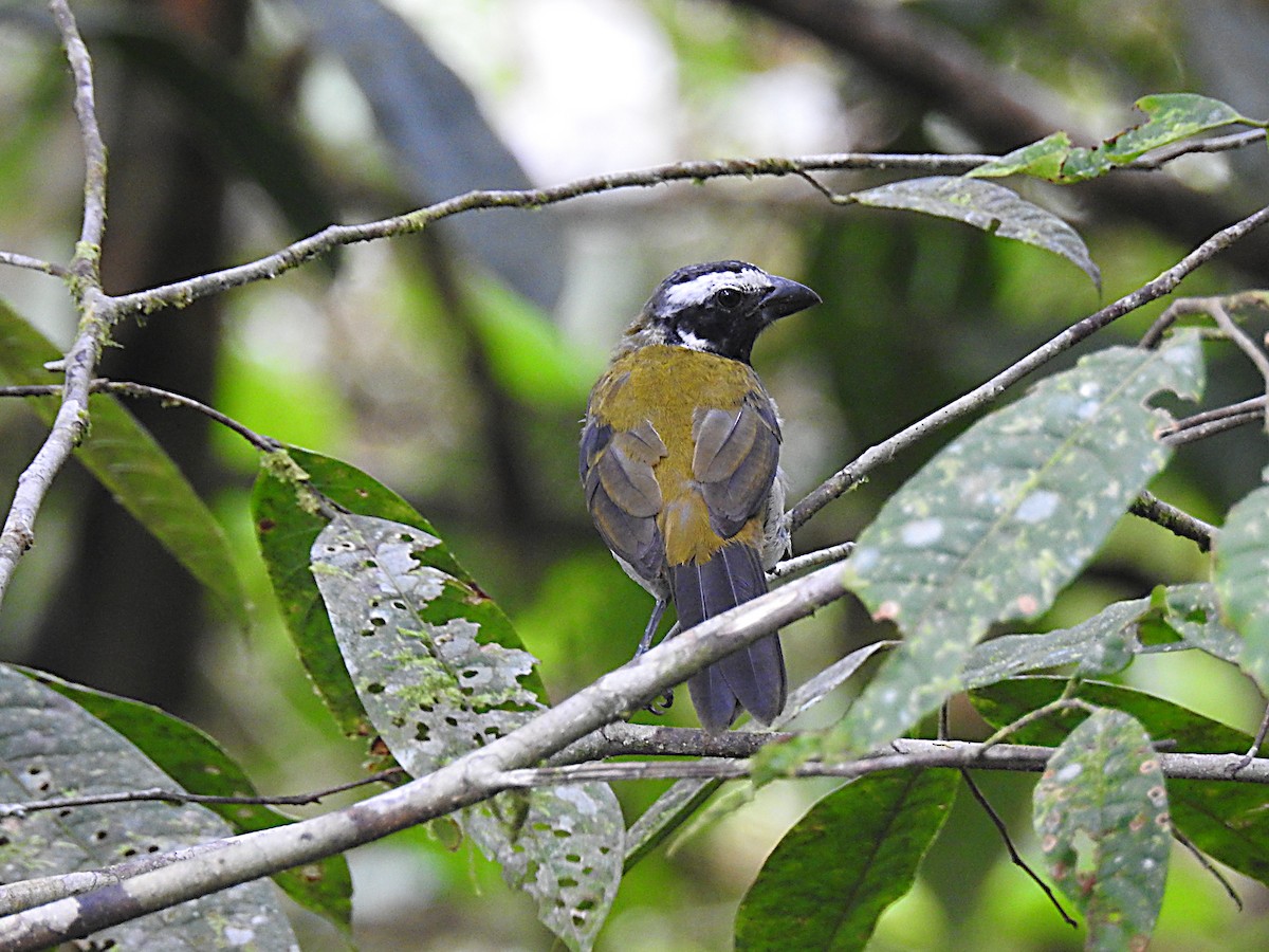 Black-winged Saltator - ML637755025