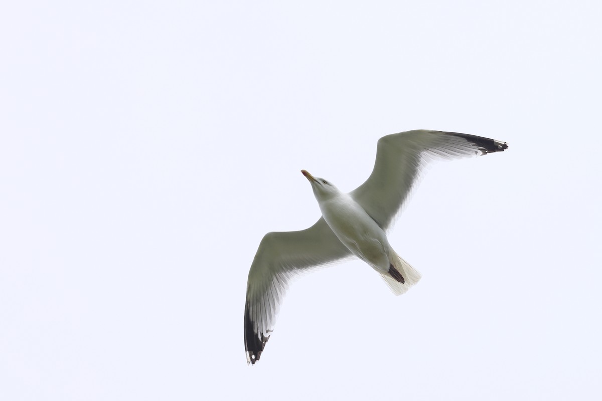European Herring Gull - ML637755040
