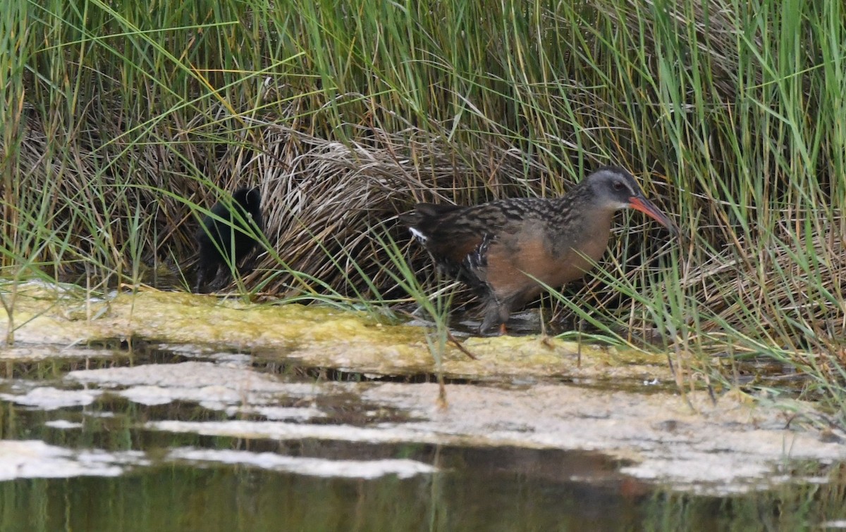 Virginia Rail - ML637755054