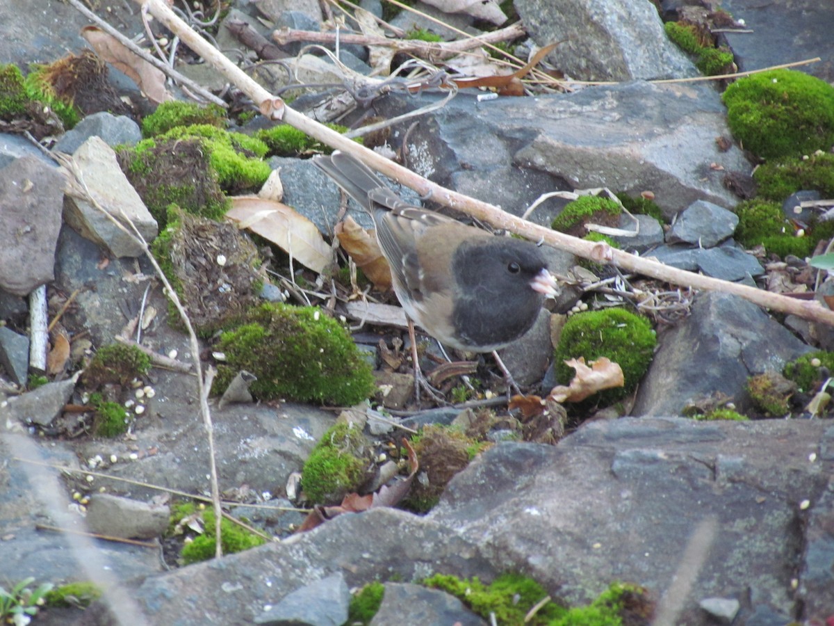 Dark-eyed Junco (Oregon) - ML637755089