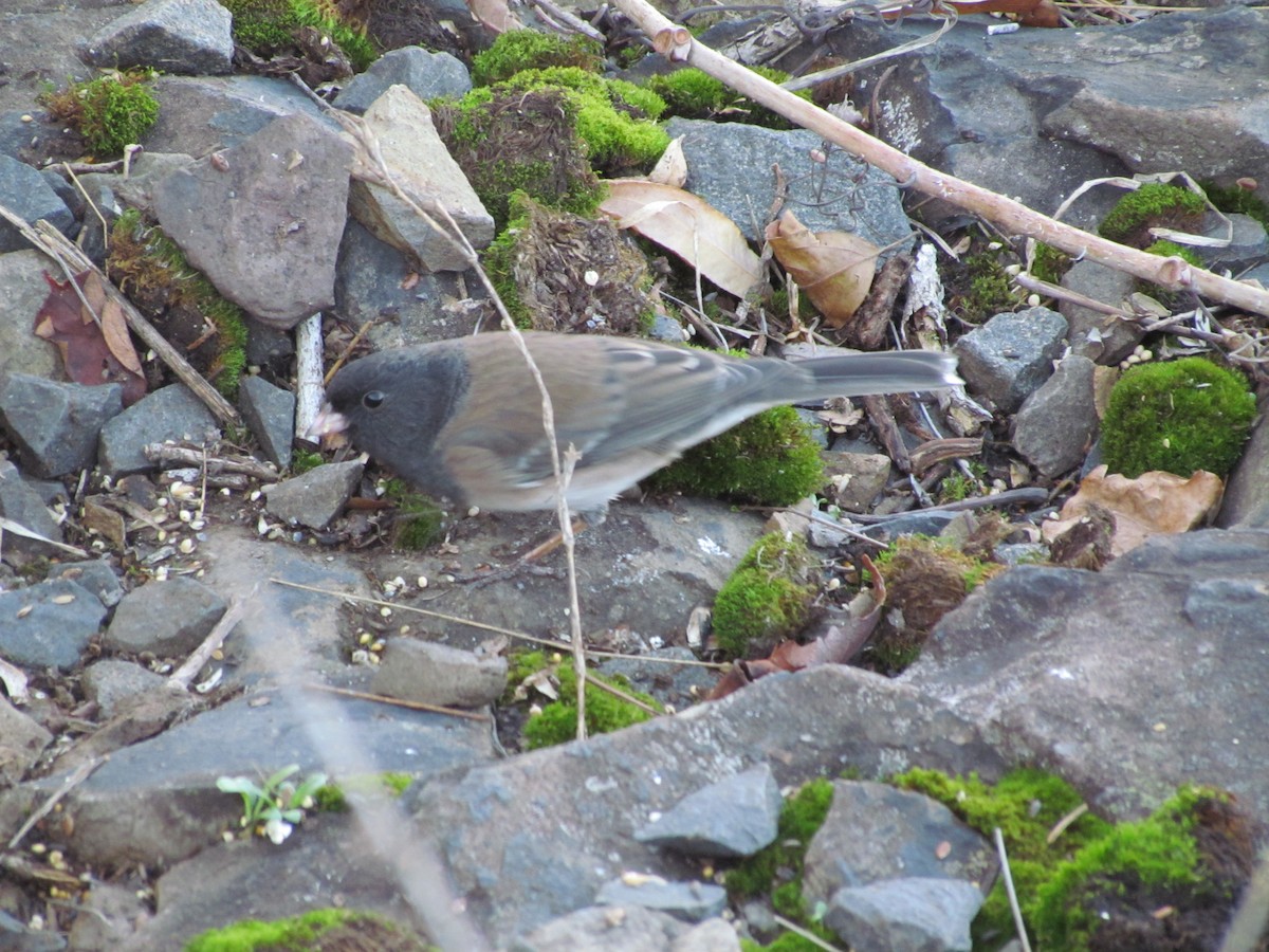 Dark-eyed Junco (Oregon) - ML637755090