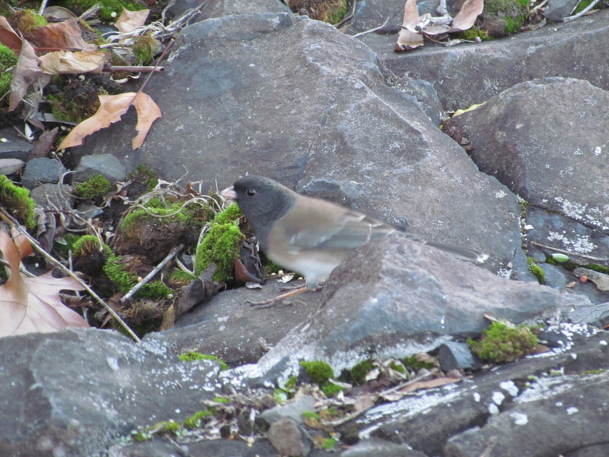 Dark-eyed Junco (Oregon) - ML637755091
