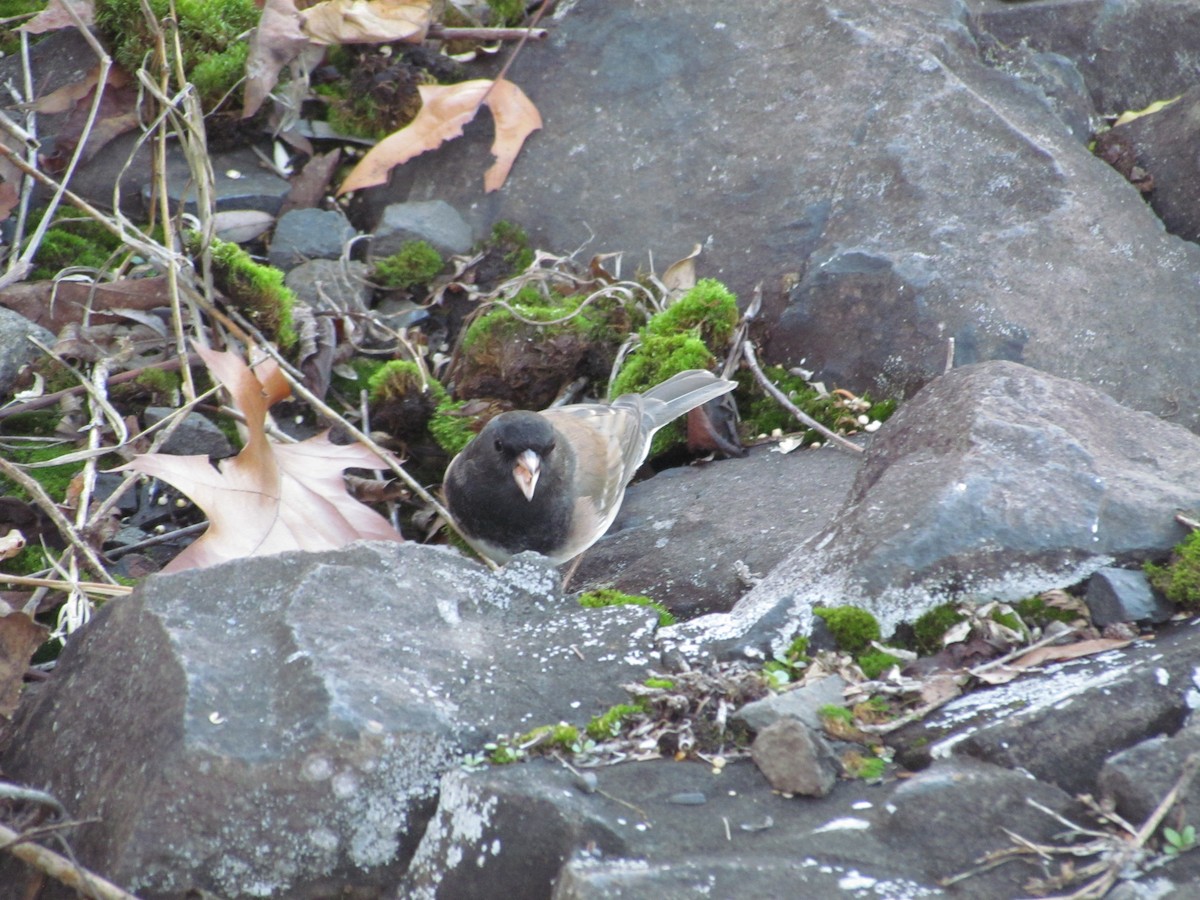 Dark-eyed Junco (Oregon) - ML637755092