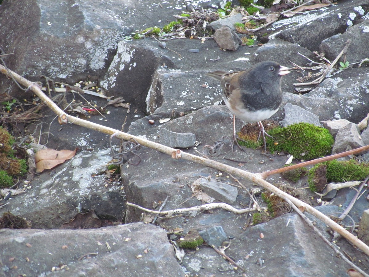 Dark-eyed Junco (Oregon) - ML637755093