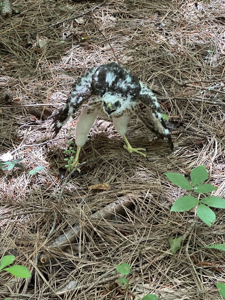 Cooper's Hawk - ML637755104