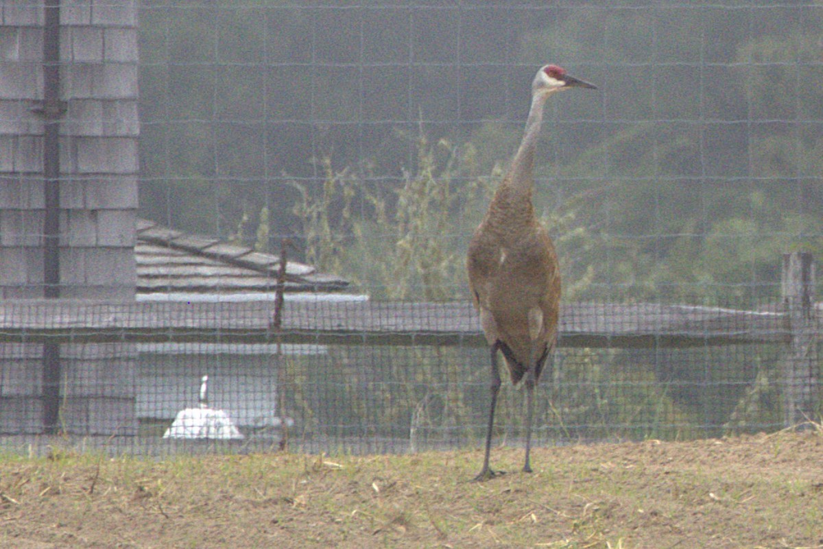 Sandhill Crane - ML637755194