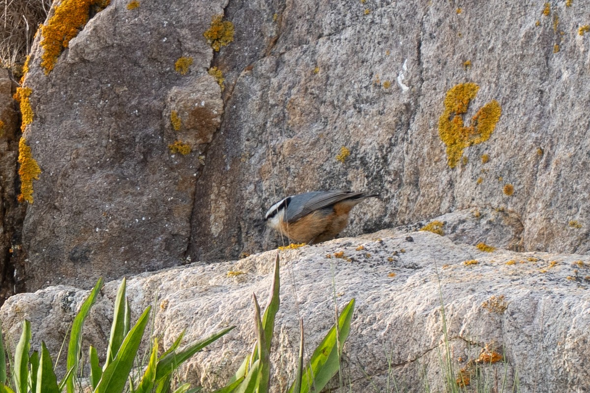 Red-breasted Nuthatch - ML637755215