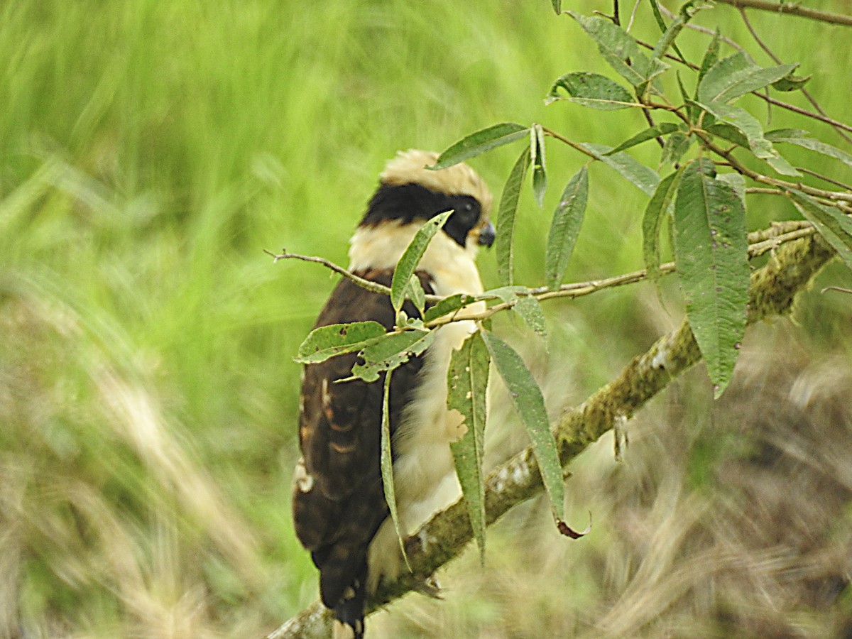 Laughing Falcon - ML637755308