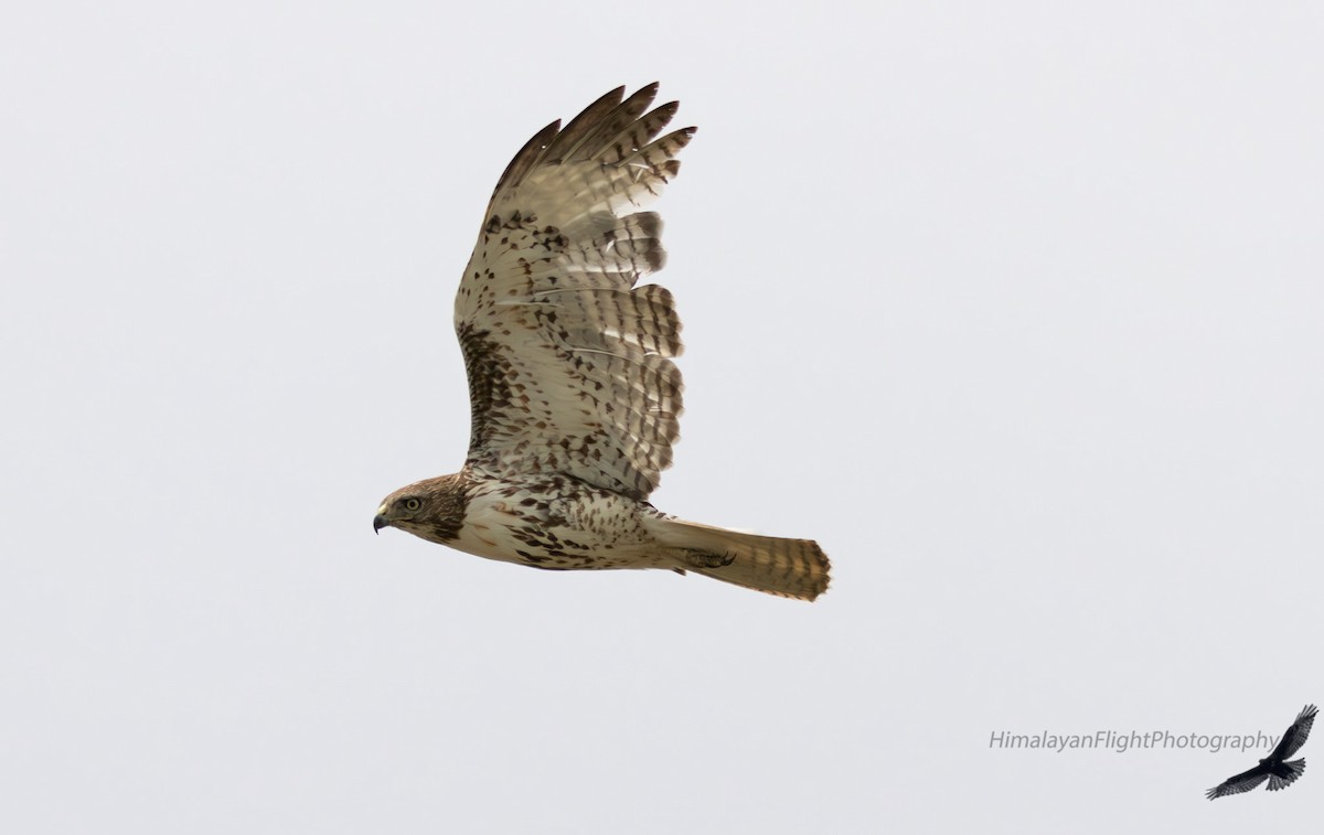Red-tailed Hawk - ML637755316