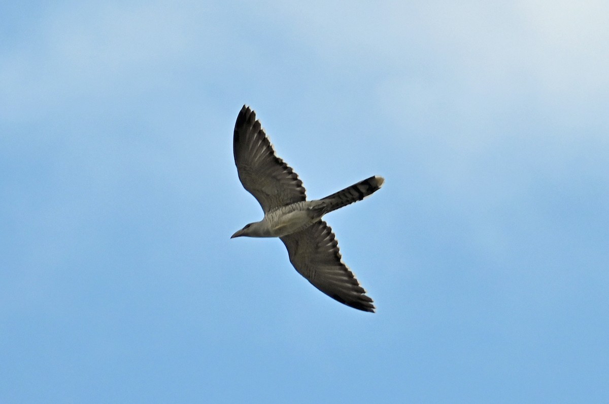 Channel-billed Cuckoo - ML637755403