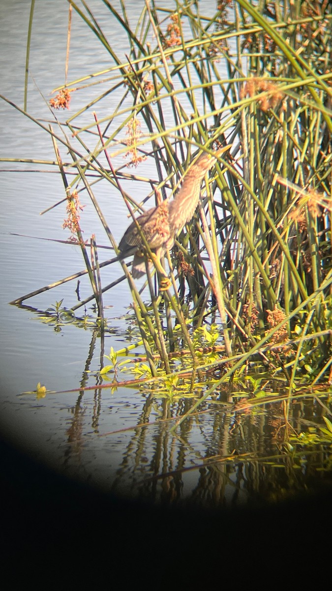 Green Heron - ML637755421