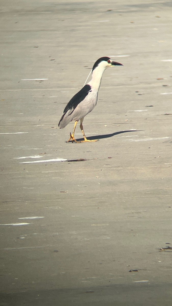 Black-crowned Night Heron - ML637755429