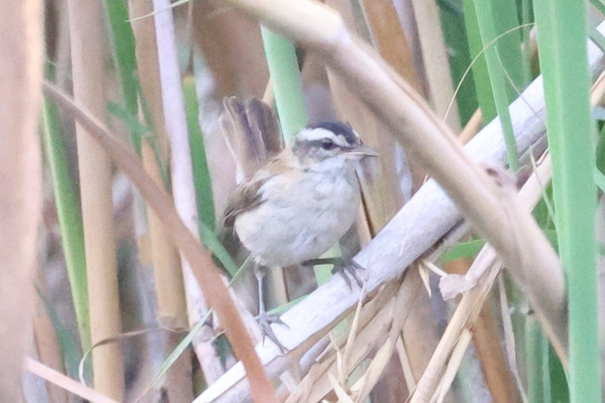 Moustached Warbler - ML637755452