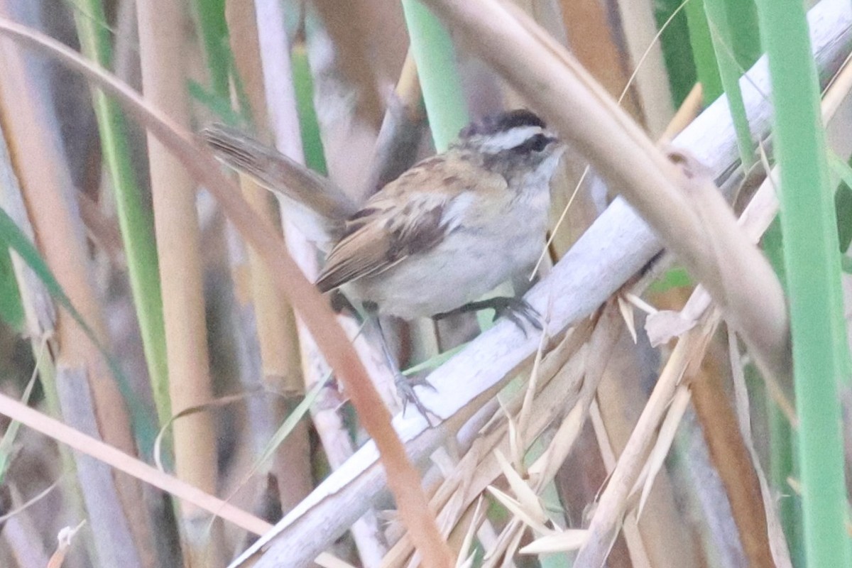 Moustached Warbler - ML637755453
