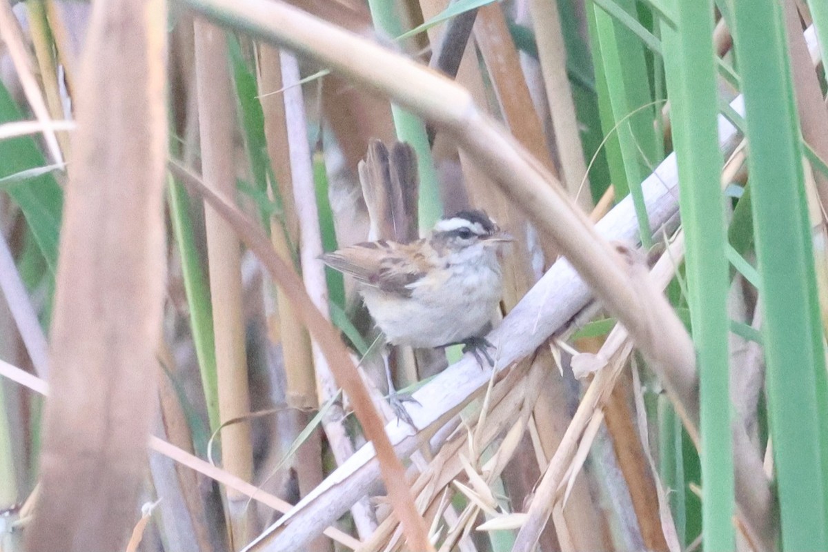 Moustached Warbler - ML637755454