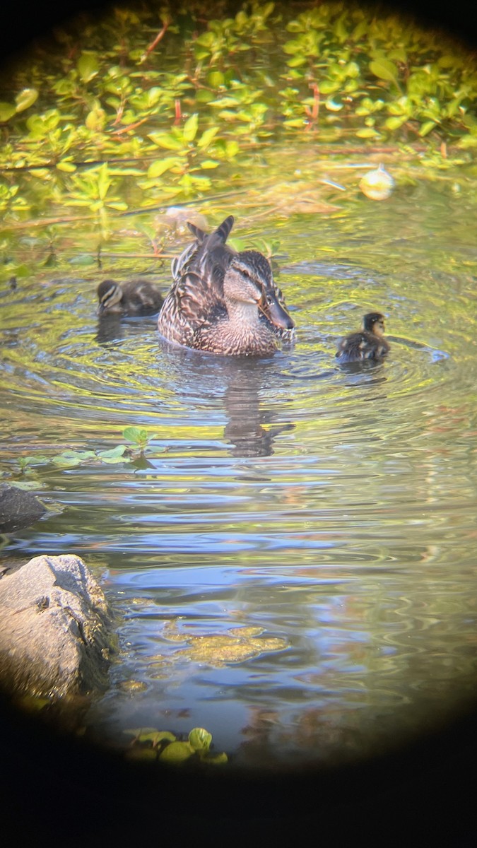 Mallard - ML637755456