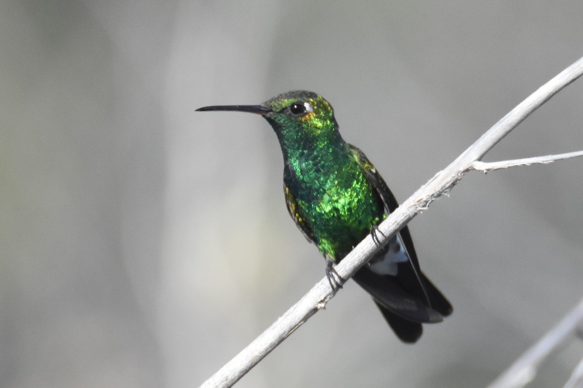 Cuban Emerald - ML637755480