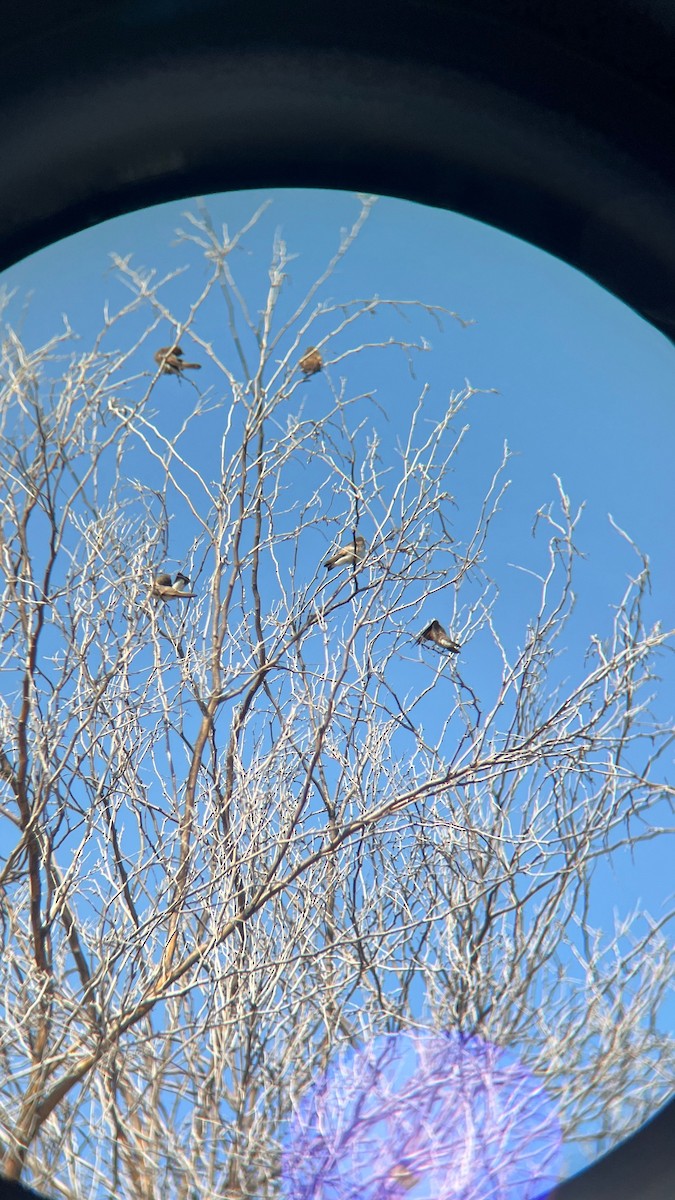 Northern Rough-winged Swallow - ML637755490