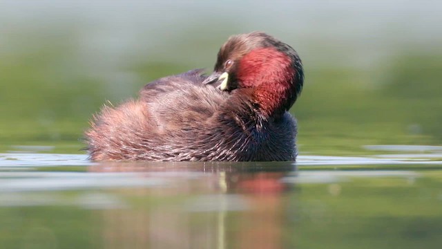 Little Grebe - ML637755537