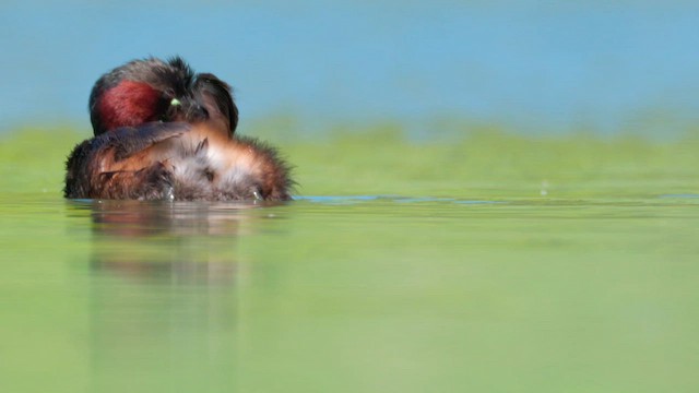 Little Grebe - ML637755538