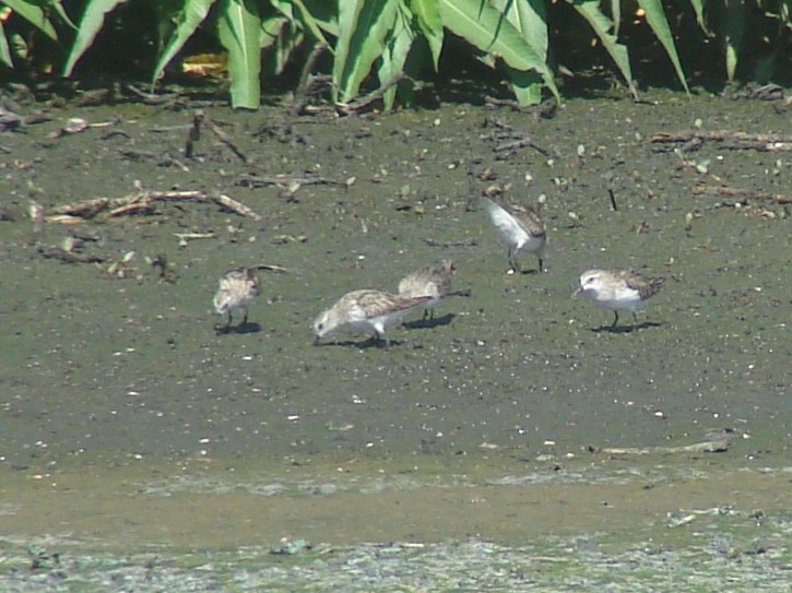 Little Stint - ML637755576