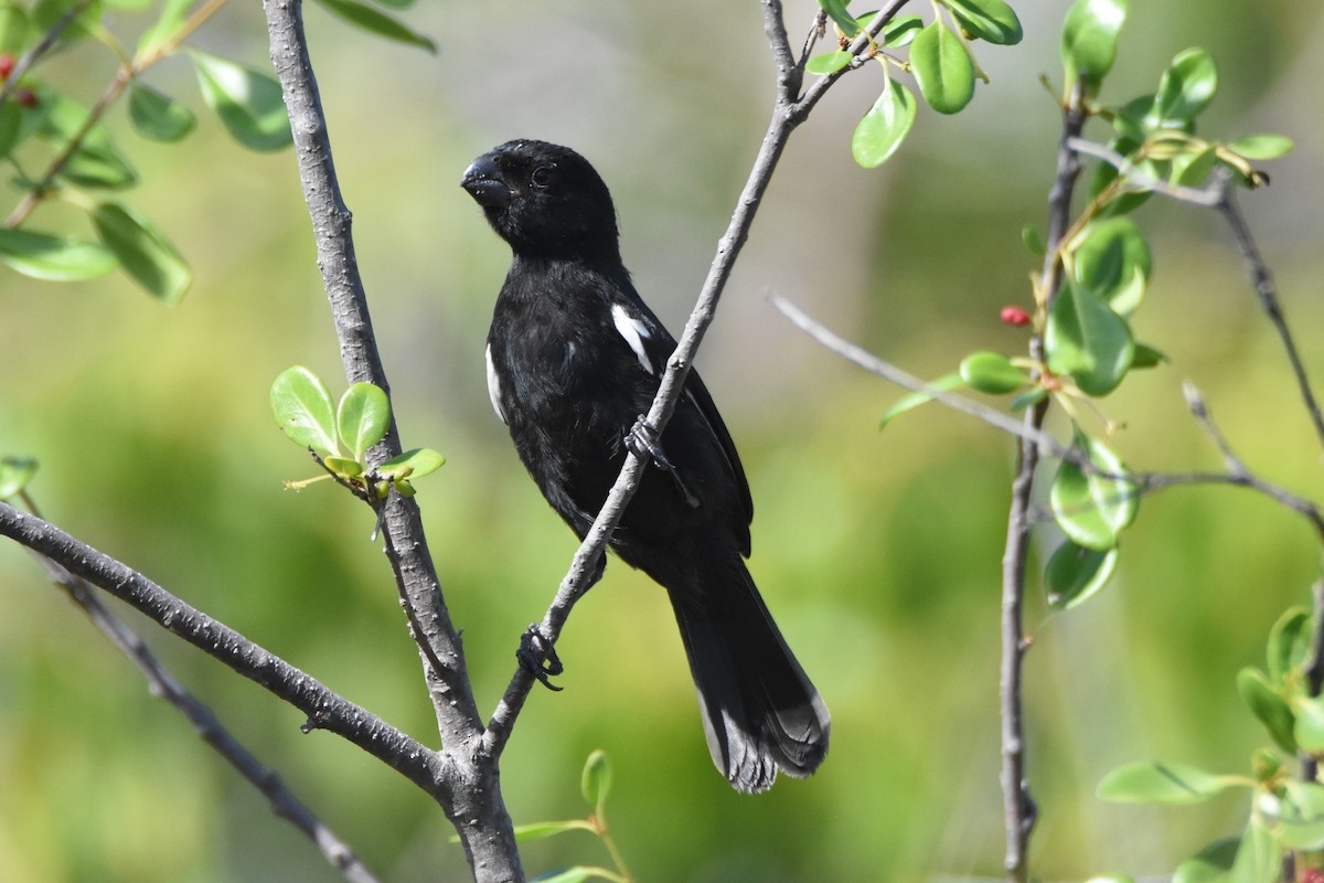 Cuban Bullfinch - ML637755631
